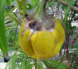 คลิ๊กที่ภาพ