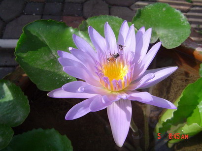 คลิ๊กที่ภาพ
