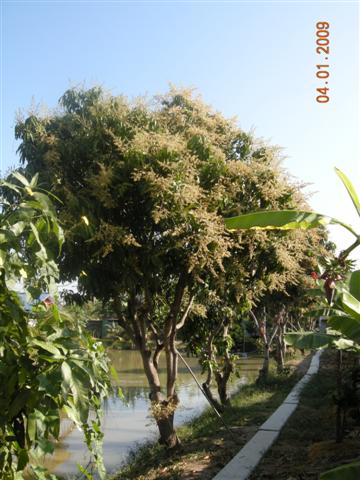 คลิ๊กที่ภาพ