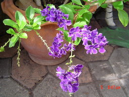 คลิ๊กที่ภาพ