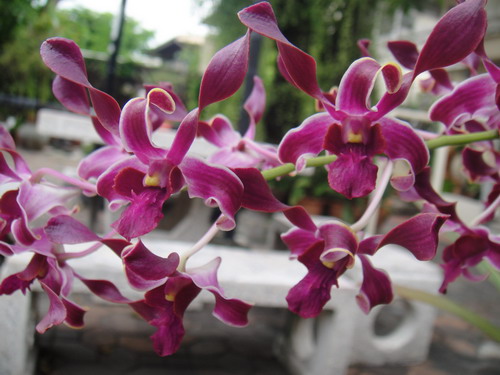 คลิ๊กที่ภาพ