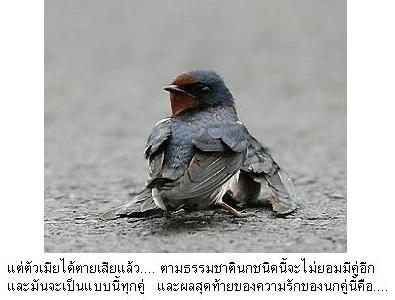 คลิ๊กที่ภาพ