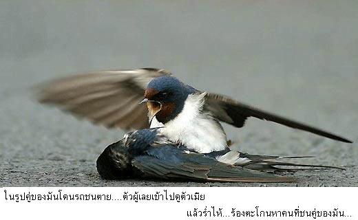 คลิ๊กที่ภาพ